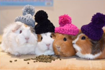 guinea pigs 